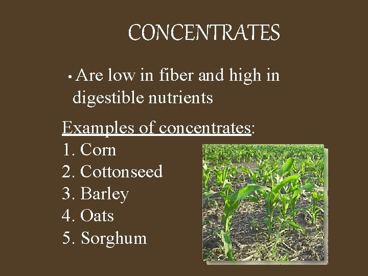 CONCENTRATES • Are low in fiber and high in digestible nutrients Examples of concentrates: