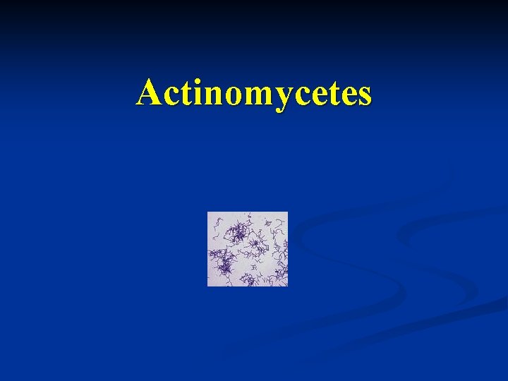 Actinomycetes 