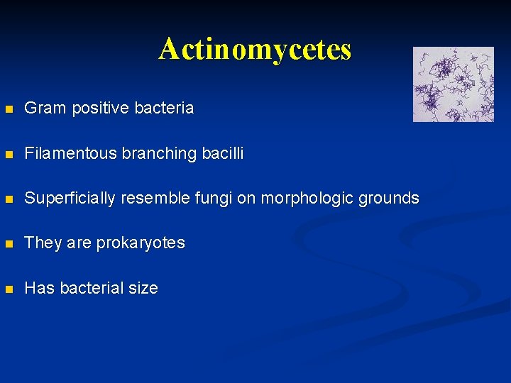 Actinomycetes n Gram positive bacteria n Filamentous branching bacilli n Superficially resemble fungi on