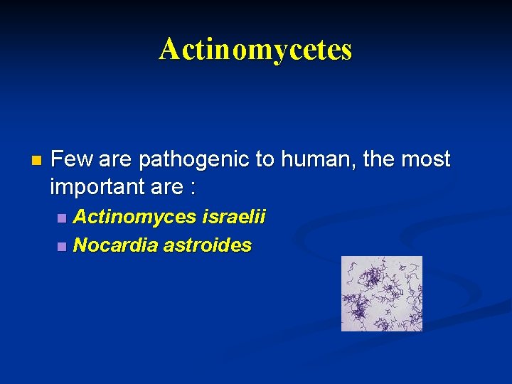 Actinomycetes n Few are pathogenic to human, the most important are : Actinomyces israelii