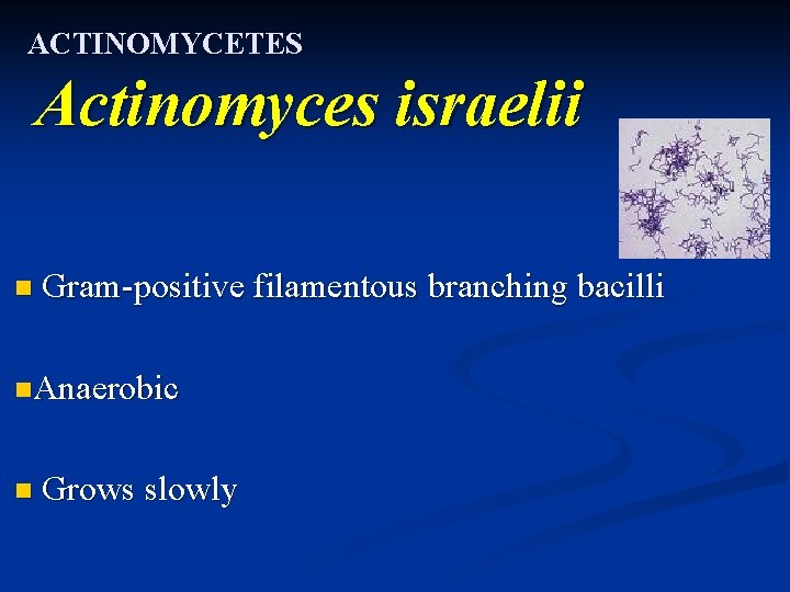 ACTINOMYCETES Actinomyces israelii n Gram-positive filamentous branching bacilli n. Anaerobic n Grows slowly 