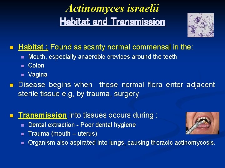 Actinomyces israelii Habitat and Transmission n Habitat : Found as scanty normal commensal in