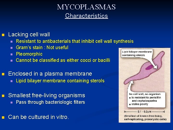 MYCOPLASMAS Characteristics n Lacking cell wall n n n Enclosed in a plasma membrane