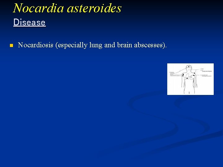 Nocardia asteroides Disease n Nocardiosis (especially lung and brain abscesses). 