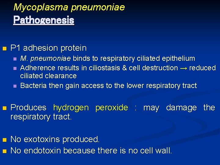 Mycoplasma pneumoniae Pathogenesis n P 1 adhesion protein n M. pneumoniae binds to respiratory