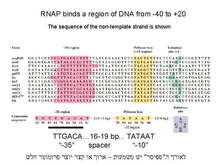 RNAP binds a region of DNA from -40 to +20 The sequence of the RNAP binds a region of DNA from -40 to +20 The sequence of the