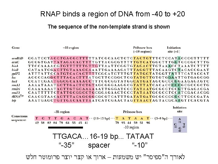 RNAP binds a region of DNA from -40 to +20 The sequence of the