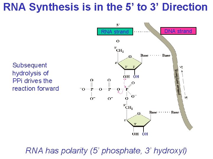 RNA Synthesis is in the 5’ to 3’ Direction DNA strand RNA strand Subsequent