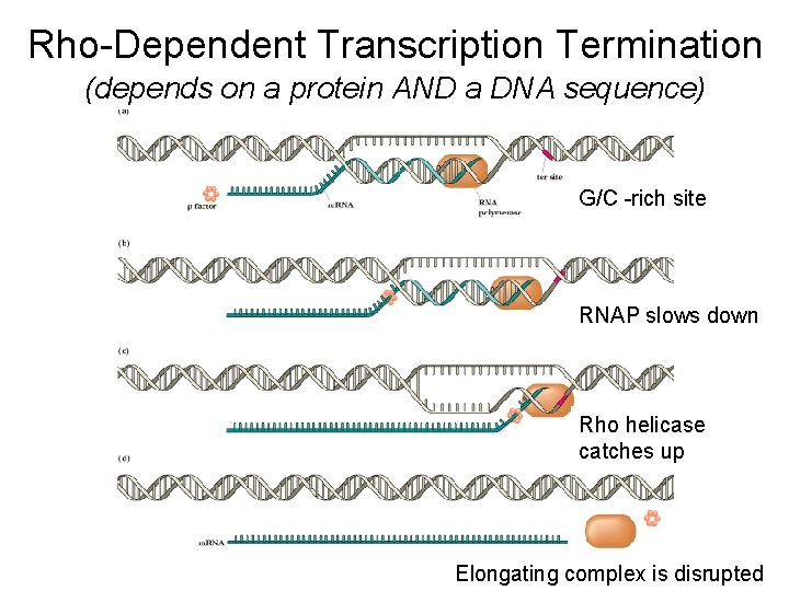 Rho-Dependent Transcription Termination (depends on a protein AND a DNA sequence) G/C -rich site Rho-Dependent Transcription Termination (depends on a protein AND a DNA sequence) G/C -rich site