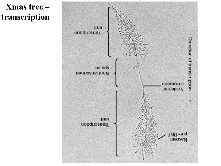 Xmas tree – transcription 