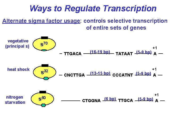 Ways to Regulate Transcription Alternate sigma factor usage: controls selective transcription of entire sets Ways to Regulate Transcription Alternate sigma factor usage: controls selective transcription of entire sets