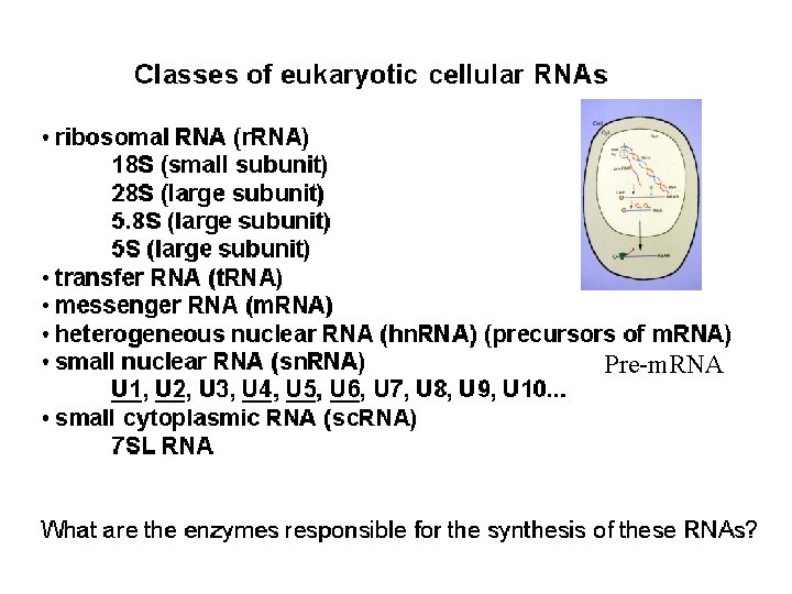 Pre-m. RNA 