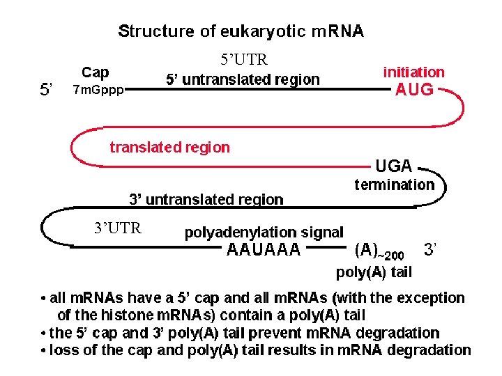 5’UTR 3’UTR 5’UTR 3’UTR