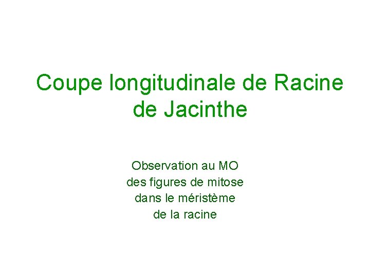 Coupe longitudinale de Racine de Jacinthe Observation au MO des figures de mitose dans
