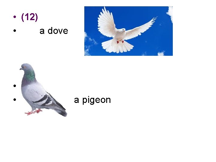  • (12) • a dove • • a pigeon 