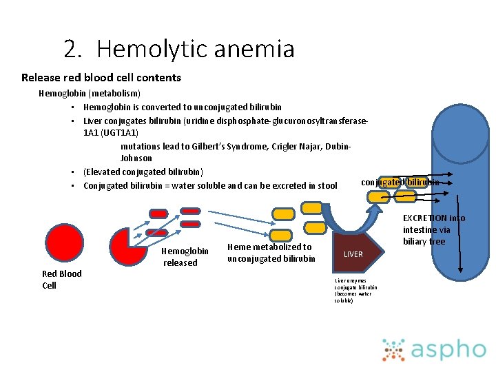 2. Hemolytic anemia Release red blood cell contents Hemoglobin (metabolism) • Hemoglobin is converted