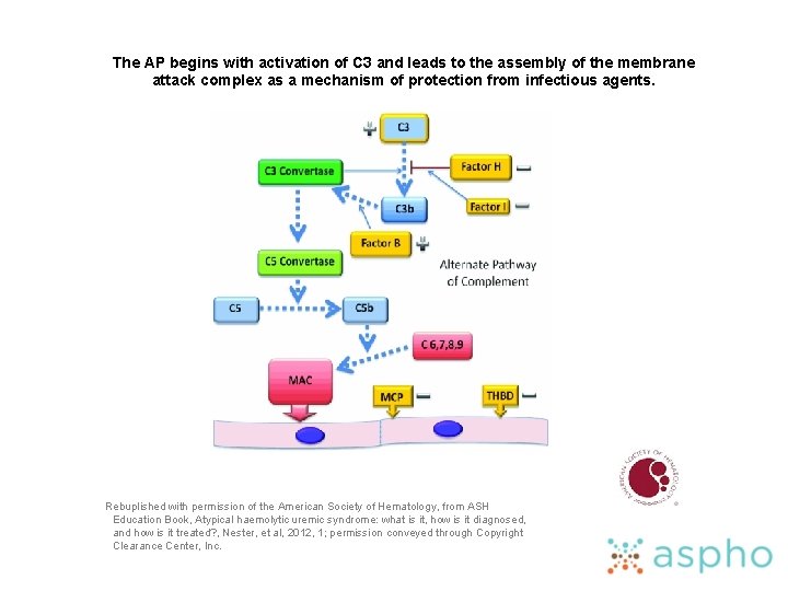 The AP begins with activation of C 3 and leads to the assembly of