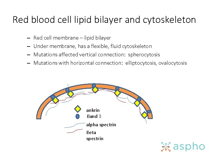 Red blood cell lipid bilayer and cytoskeleton – – Red cell membrane – lipid