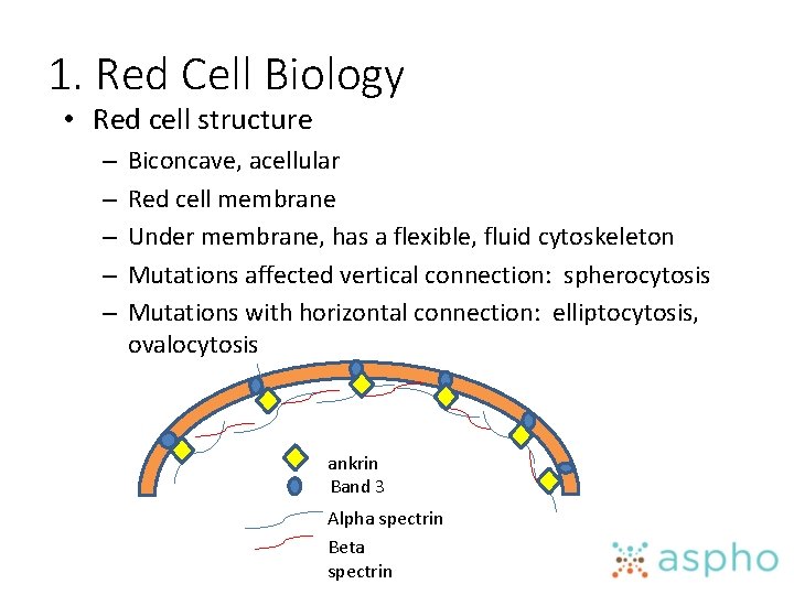 1. Red Cell Biology • Red cell structure – – – Biconcave, acellular Red