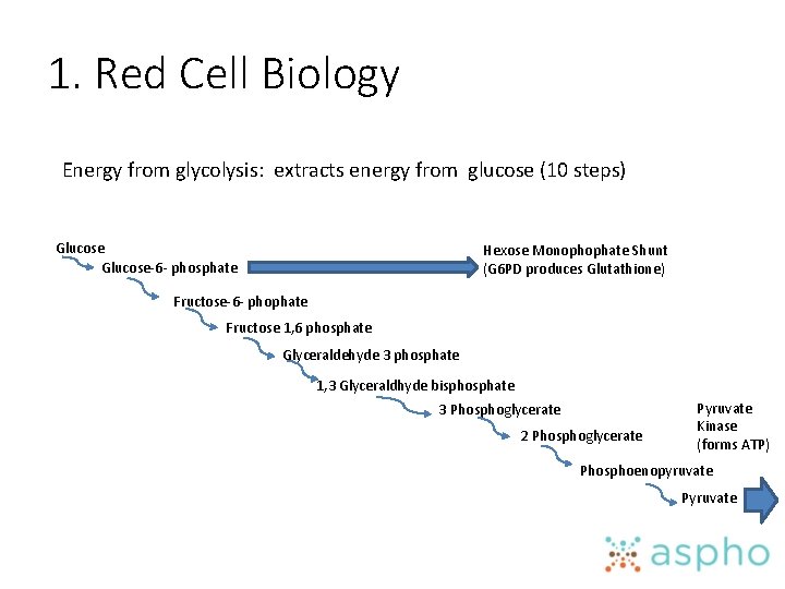 1. Red Cell Biology Energy from glycolysis: extracts energy from glucose (10 steps) Glucose-6