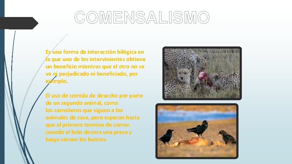 COMENSALISMO Es una forma de interacción bilógica en la que uno de los intervinientes