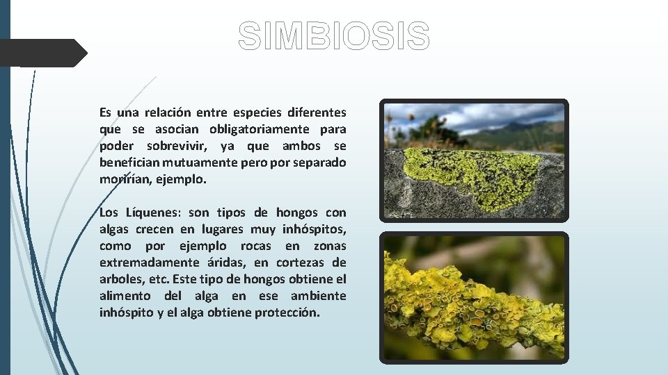 SIMBIOSIS Es una relación entre especies diferentes que se asocian obligatoriamente para poder sobrevivir,