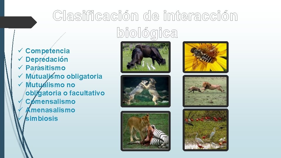 Clasificación de interacción biológica ü Competencia ü Depredación ü Parasitismo ü Mutualismo obligatoria ü