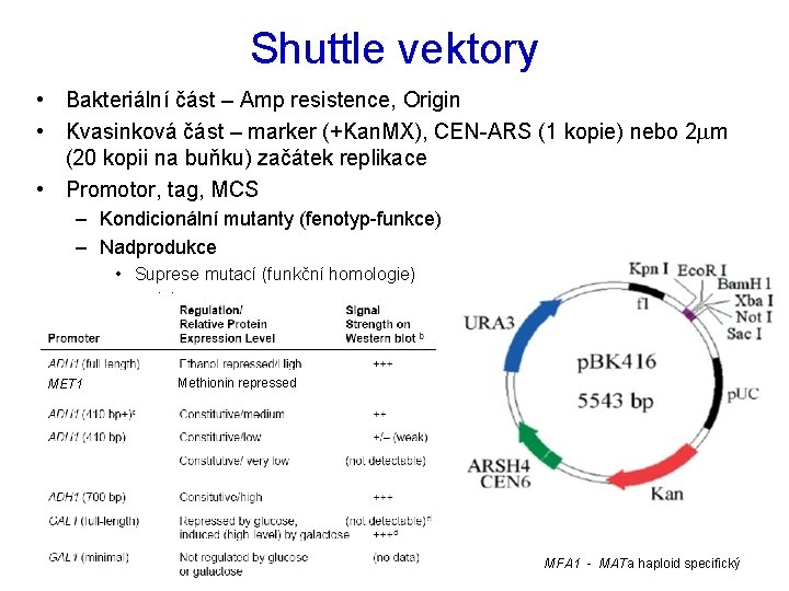 Shuttle vektory • Bakteriální část – Amp resistence, Origin • Kvasinková část – marker