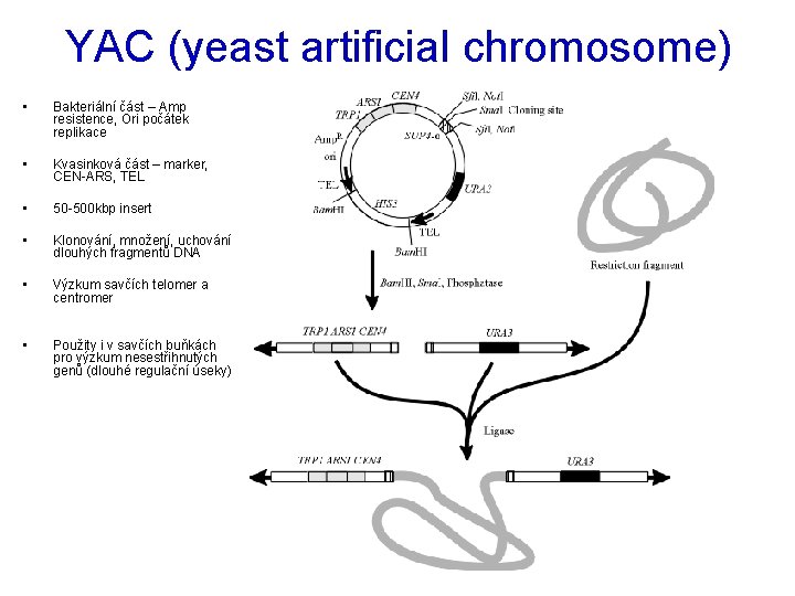 YAC (yeast artificial chromosome) • Bakteriální část – Amp resistence, Ori počátek replikace •