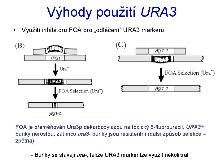 Výhody použití URA 3 • Využití inhibitoru FOA pro „odléčení“ URA 3 markeru FOA