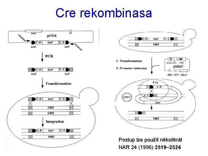Cre rekombinasa Postup lze použít několikrát NAR 24 (1996) 2519– 2524 