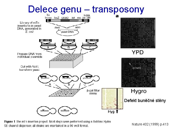 Delece genu – transposony Defekt buněčné stěny Nature 402 (1999) p. 413 