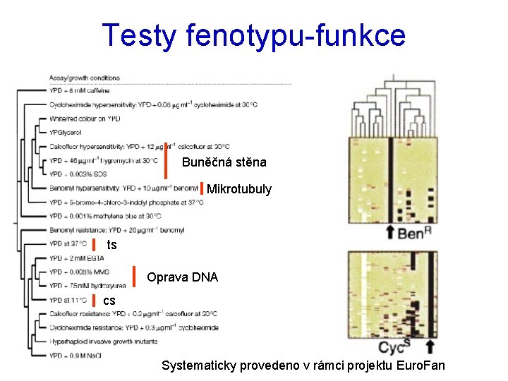 Testy fenotypu-funkce Buněčná stěna Mikrotubuly ts Oprava DNA cs Systematicky provedeno v rámci projektu