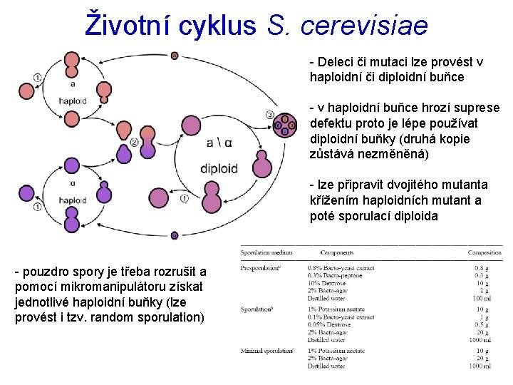 Životní cyklus S. cerevisiae - Deleci či mutaci lze provést v haploidní či diploidní