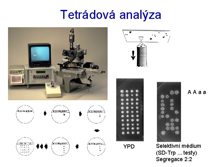 Tetrádová analýza A A a a YPD Selektivní médium (SD-Trp. . . testy) Segregace