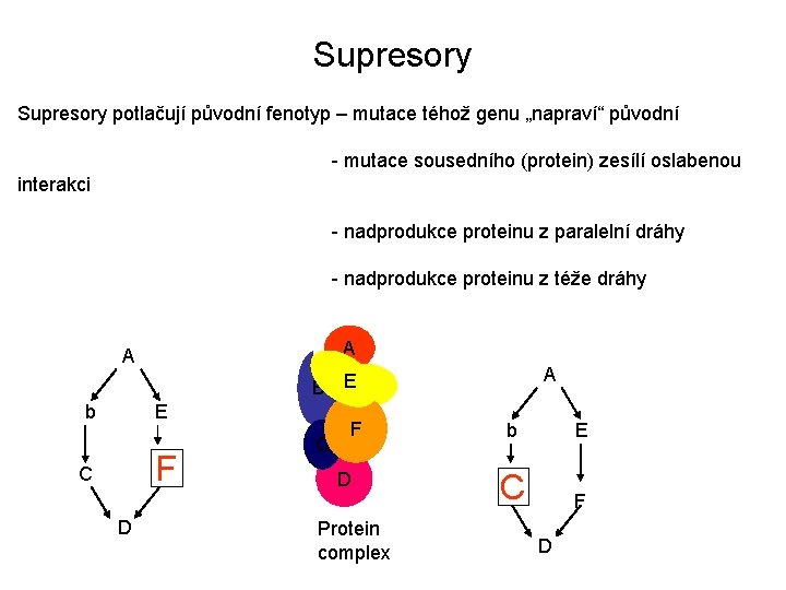 Supresory potlačují původní fenotyp – mutace téhož genu „napraví“ původní - mutace sousedního (protein)