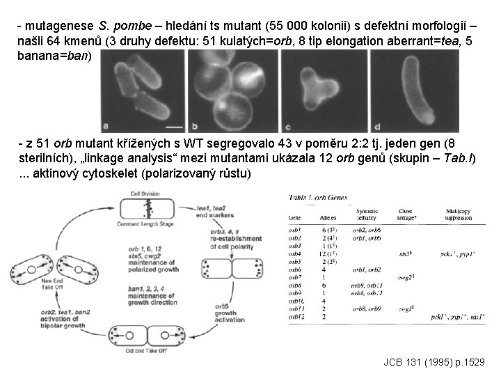 - mutagenese S. pombe – hledání ts mutant (55 000 kolonii) s defektní morfologií