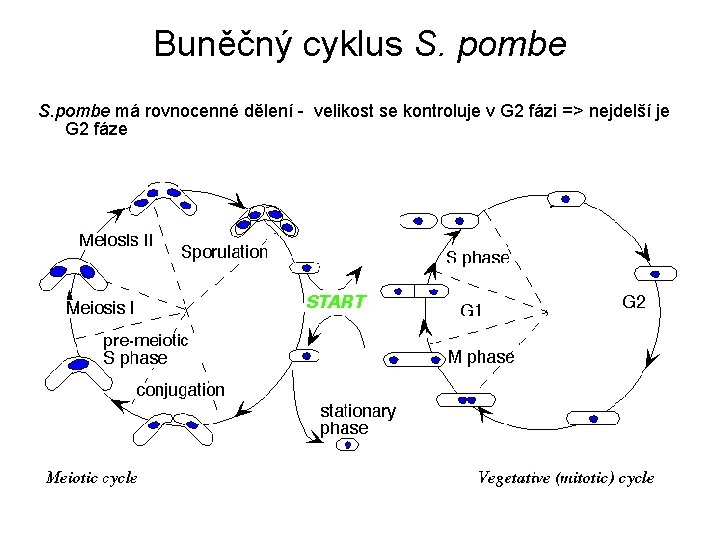 Buněčný cyklus S. pombe má rovnocenné dělení - velikost se kontroluje v G 2