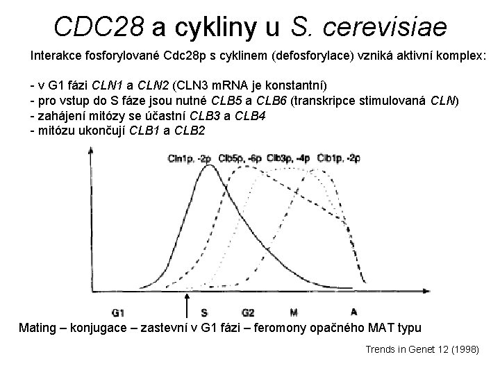 CDC 28 a cykliny u S. cerevisiae Interakce fosforylované Cdc 28 p s cyklinem