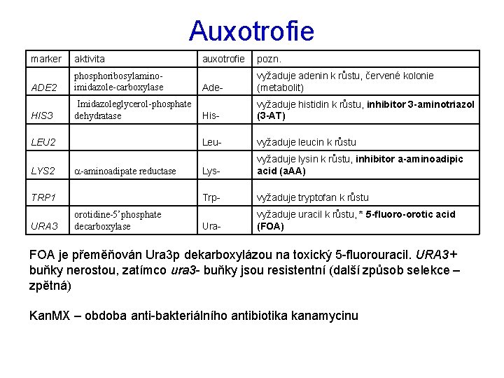 Auxotrofie marker aktivita auxotrofie pozn. ADE 2 phosphoribosylaminoimidazole-carboxylase Ade- vyžaduje adenin k růstu, červené