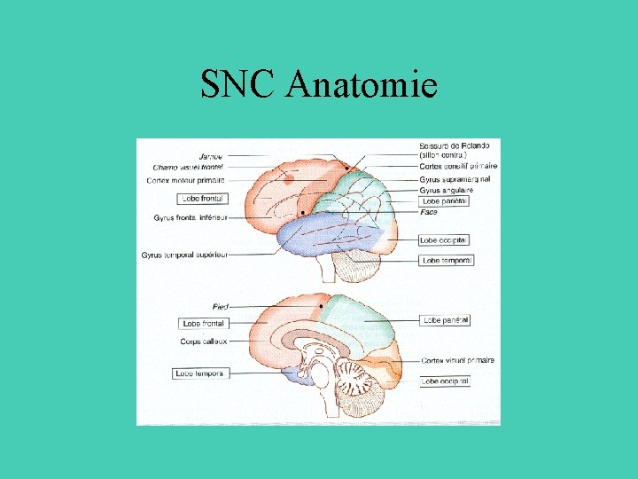 SNC Anatomie 