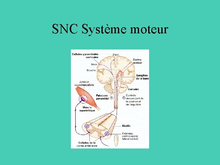 SNC Système moteur 