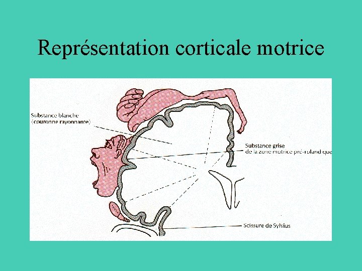 Représentation corticale motrice 