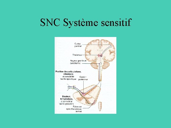 SNC Système sensitif 