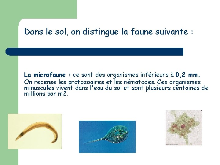 Dans le sol, on distingue la faune suivante : La microfaune : ce sont