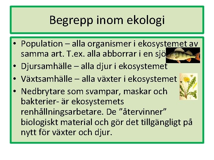 Begrepp inom ekologi • Population – alla organismer i ekosystemet av samma art. T.