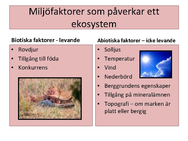 Miljöfaktorer som påverkar ett ekosystem Biotiska faktorer - levande Abiotiska faktorer – icke levande