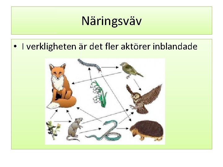 Näringsväv • I verkligheten är det fler aktörer inblandade 