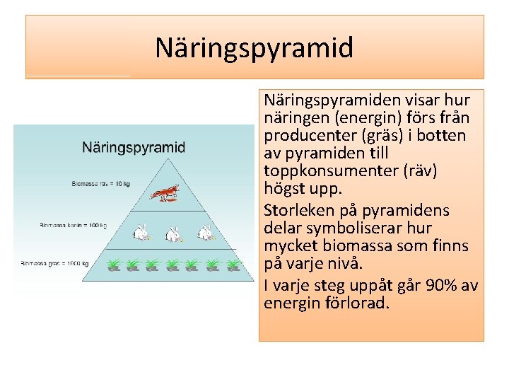 Näringspyramiden visar hur näringen (energin) förs från producenter (gräs) i botten av pyramiden till