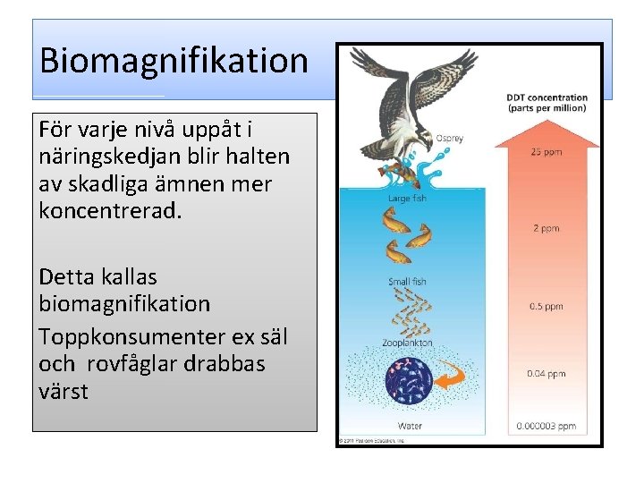 Biomagnifikation För varje nivå uppåt i näringskedjan blir halten av skadliga ämnen mer koncentrerad.